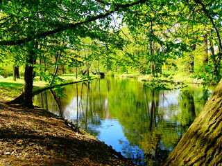 reflection of trees in the lake