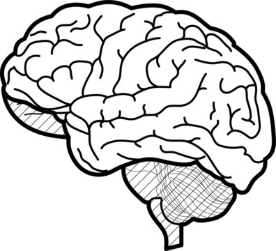 Illustration showing the human brain. vector image in black and white