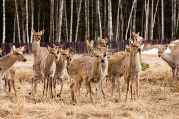 Naklejka na ściany i meble A herd of red deer in reserve park in Russia. Protected wildlife concept