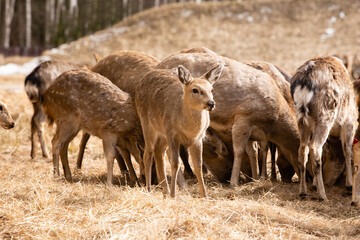 A herd of red deer in reserve park in Russia. Protected wildlife concept