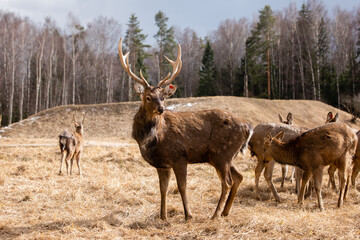 A herd of red deer in reserve park in Russia. Protected wildlife concept