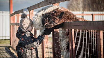 A child feeds a llama a carrot at the zoo. A petting zoo in the fresh air.