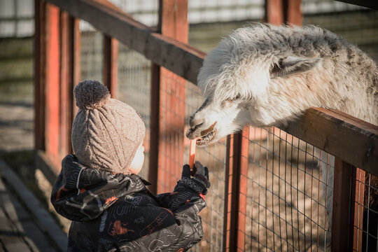 A child feeds a llama a carrot at the zoo. A petting zoo in the fresh air.