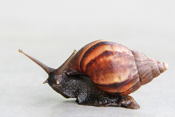 Giant African Land Snail - Lissachatina fulica