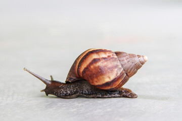 Giant African Land Snail - Lissachatina fulica