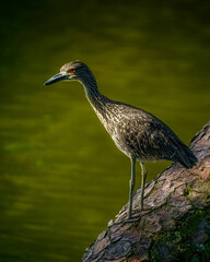 Yello-crowned Night Heron