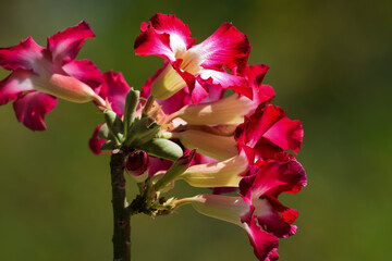 Dark pink shaded flower desert rose Adenium obesum, mock azalea, impala lily, sabi star, arabicum,...