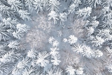 Spruce forest on the north, beautiful aerial top view. Amazing winter scene. Christmas theme. Winter background.
Winter forest aerial view. Amazing nature landscape.