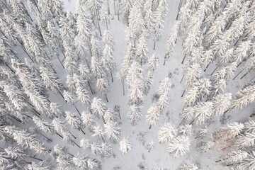 Spruce forest on the north, beautiful aerial top view. Amazing winter scene. Christmas theme. Winter background.
Winter forest aerial view. Amazing nature landscape.