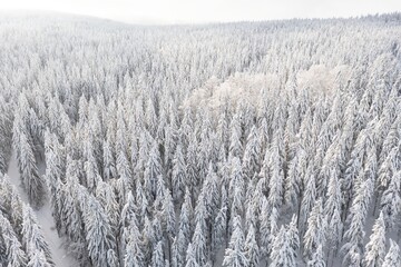 Spruce forest on the north, beautiful aerial top view. Amazing winter scene. Christmas theme. Winter background.
Winter forest aerial view. Amazing nature landscape.