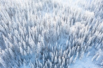 Spruce forest on the north, beautiful aerial top view. Amazing winter scene. Christmas theme. Winter background.
Winter forest aerial view. Amazing nature landscape.