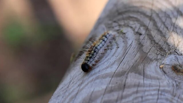 close up video of Pine processionary (Thaumetopoea pityocampa) 