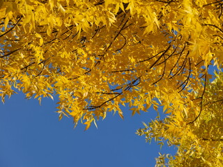 Autumn tree against the blue sky