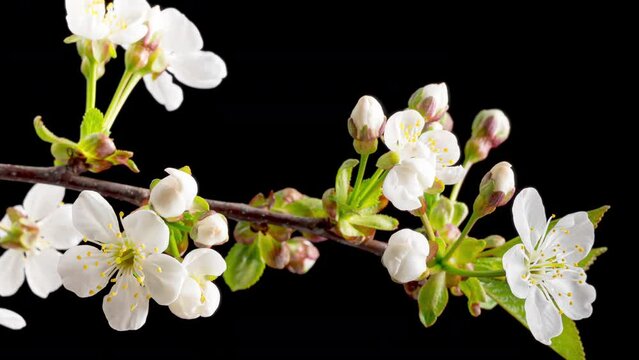 4K Time Lapse of blooming white Cherry flowers on black background. Spring timelapse of flowering flowers on branches Cherry tree.