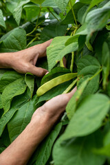 Farmer harvesting the bean crop