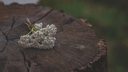 yarrow flower on tree stump