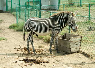 Fototapeta na wymiar Zebra stands near the trough with food