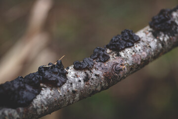 exidia nigricans jelly fungus known as the witche's butter