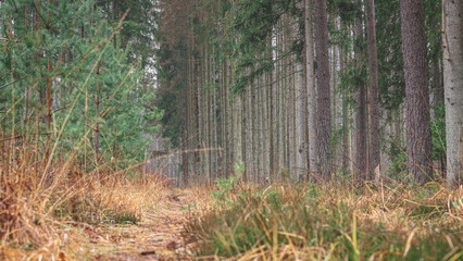 pathway in autumn coniferous forest