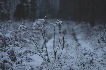 snow covered dry grass on rarely used forest pathway