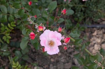 rose, roses, bingo meidiland, bingo, meidiland, rosa bingo meidiland, bingo meidiland rose, pink, white, yellow, colorful, petal, petals, flower, flowers, floral, garden, spring, season, bloom, bloomi