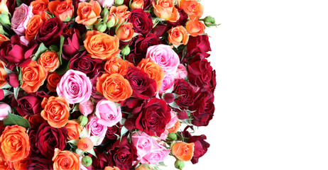 A huge bouquet of scarlet, burgundy and pink fresh roses close-up. Highlighted on white. Lateral localization. Place for text.