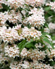 many white and pink flowers grow on the tree in spring