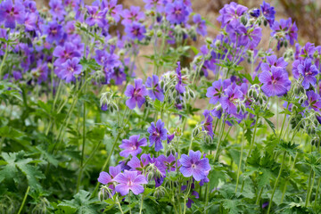 Obraz premium close bright flowers of lilac periwinkle with green leaves grow in the garden on the side. spring blue flowers. nature