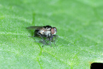 a predatory fly with a hunted prey on a green leaf. high magnification