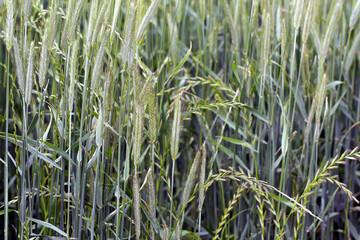 Cereals weeded by couch grass - Elymus repens, other names include common couch, twitch, quick, quitch grass. Widespread and common weed in agricultural and horticultural crops.