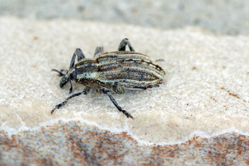 Closeup of a clorful striped weevil species , Hypera the larvae of which feed on cultivated vetches and alfalfa.