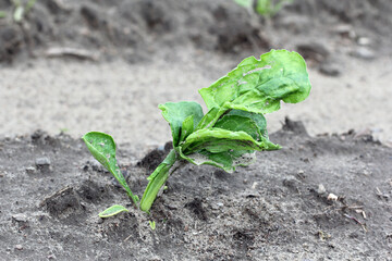 Beet plant damaged by crop protection products - phytotoxicity, deformed plants.