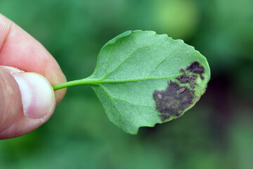 Gray mold on weed Chenopodium album - common names include lamb's quarters, melde, goosefoot, manure weed. Source of infection for crop plants.