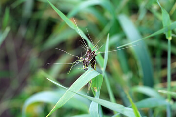 Loose smut of barley is caused by Ustilago nuda. It is a disease that can destroy a large part of a barley crop. Loose smut replaces grain heads with smut, or masses of spores.