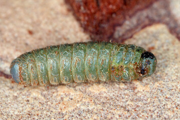 The larva of sawfly living in the bark of the pine tree.