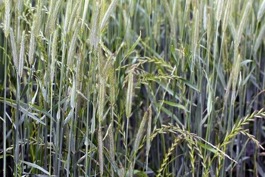 Cereals weeded by couch grass - Elymus repens, other names include common couch, twitch, quick, quitch grass. Widespread and common weed in agricultural and horticultural crops.