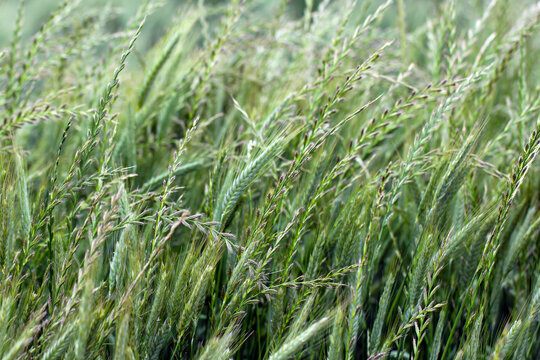 Cereals weeded by couch grass - Elymus repens, other names include common couch, twitch, quick, quitch grass. Widespread and common weed in agricultural and horticultural crops.