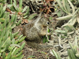 tantalizing succulent