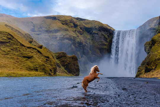Sk&oacute;gafoss Wasserfall mit einem Islandpferd in Island, ein magisches Naturwunder