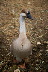 Black billed chinese goose. 
