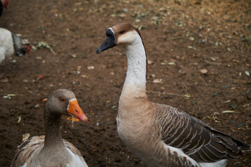 Obraz premium Black billed chinese goose. 