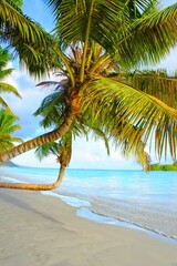 Obraz na płótnie Canvas coconut palm tree on the beach. 