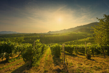 Vineyards in Prosecco Hills, Unesco Site. Valdobbiadene, Veneto, Italy - 485404800