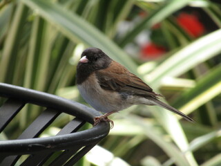 Sparrow