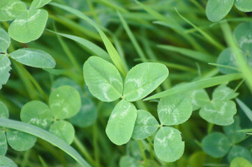 Fototapeta na wymiar White clover green leaves closeup view with selective focus on foreground