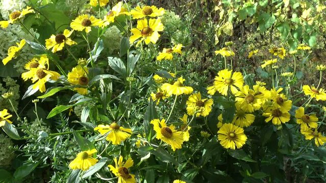 Sneezeweed (Helenium) Sombrero,Yellow sunlit chamomile flowers blooming on summer flowerbed in green sunny garden,