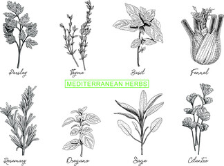 Mediterranean herbs set: Parsley, Thyme, Basil, Fennel, Rosemary, Oregano, Sage, Cilantro Basil. Sketchy vector illustrations