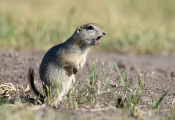 Gopher calling to a Mate
