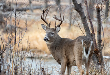 Naklejka na ściany i meble White-tailed Deer in City Park