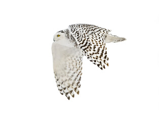 Majestic Snowy Owl in Flight